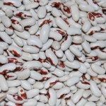 Brand New Soldier Beans